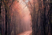 手机外围下载 -从“媒介”到“语言”——谈中国当代油画的文化自觉